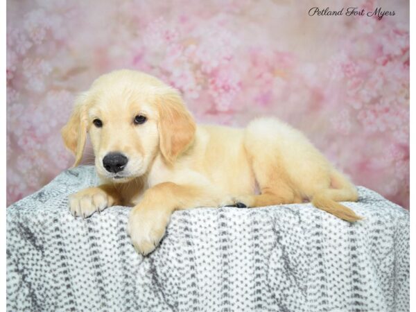 Golden Retriever DOG Female Golden 22515 Petland Fort Myers, Florida