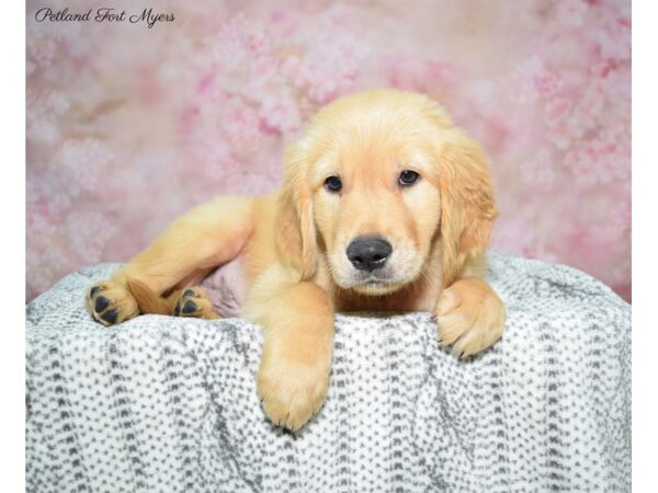 Golden Retriever DOG Male Golden 22514 Petland Fort Myers, Florida