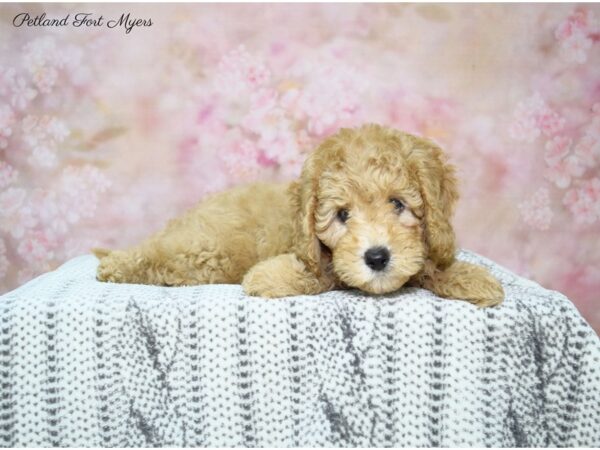 Cavalier/ Poodle-DOG-Female-Red-22557-Petland Fort Myers, Florida