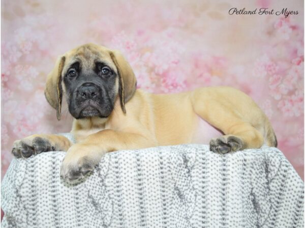 English Mastiff DOG Female Fawn 22555 Petland Fort Myers, Florida