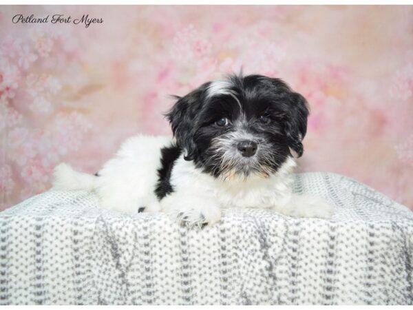 Havanese DOG Male Black & White 22554 Petland Fort Myers, Florida