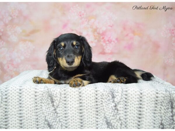 Dachshund DOG Male Black & Tan 22553 Petland Fort Myers, Florida