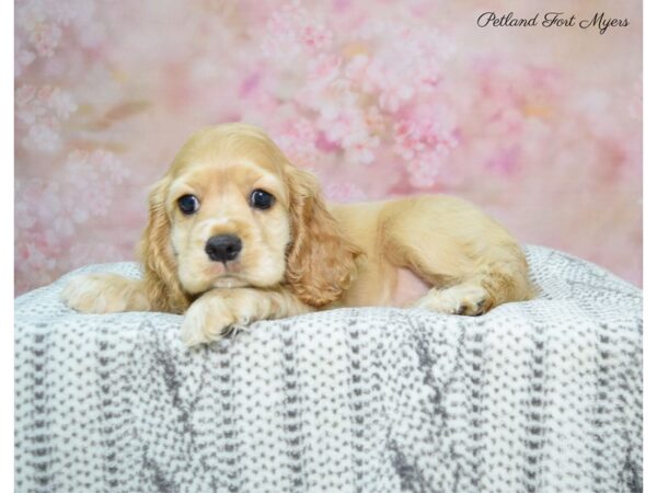 Cocker Spaniel DOG Female Tan & White 22552 Petland Fort Myers, Florida