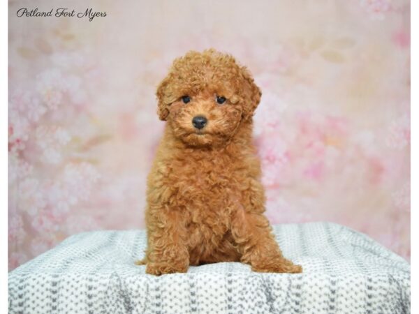 Miniature Poodle DOG Female Red 22551 Petland Fort Myers, Florida