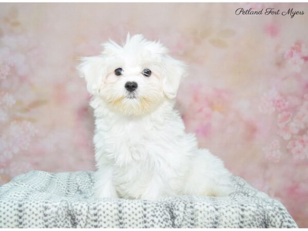 Maltese DOG Female White 22549 Petland Fort Myers, Florida