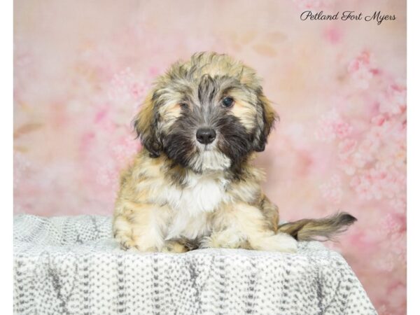 Havanese DOG Male Sable 22546 Petland Fort Myers, Florida