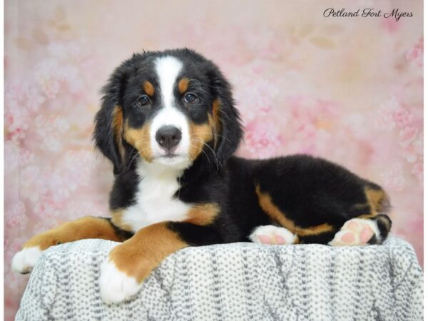 Bernese Mountain Dog DOG Female Tri 22545 Petland Fort Myers, Florida