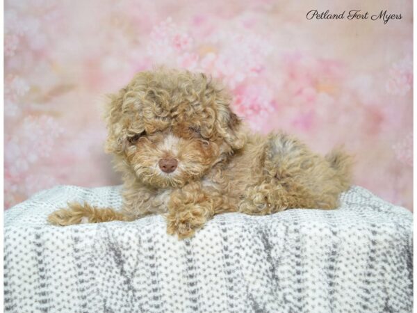 Poodle DOG Male Chocolate Merle 22541 Petland Fort Myers, Florida