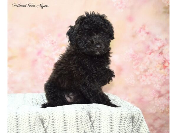 Whoodle DOG Female Black 22540 Petland Fort Myers, Florida