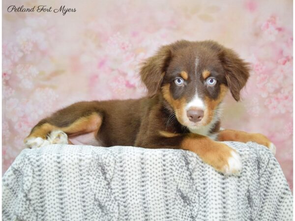 Australian Shepherd DOG Male Red 22538 Petland Fort Myers, Florida