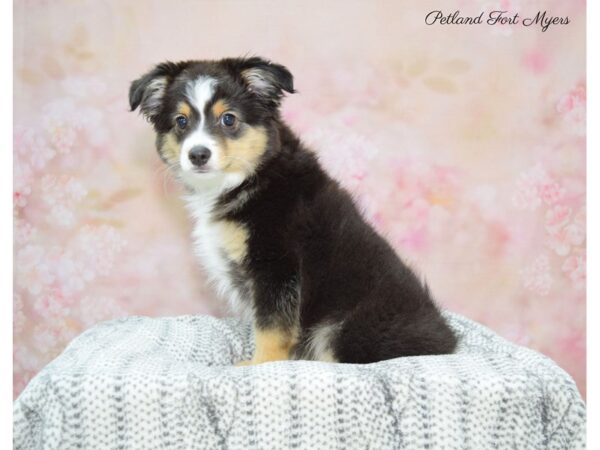 Mini American Shepherd DOG Male Black Wh & Tan 22537 Petland Fort Myers, Florida