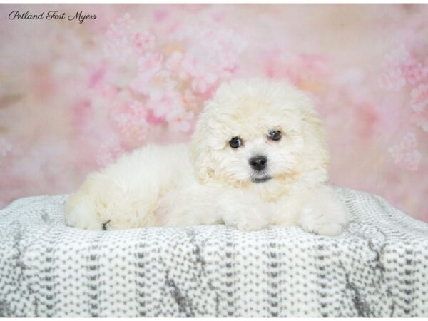 Bichon/Poodle DOG Male Cream 22577 Petland Fort Myers, Florida