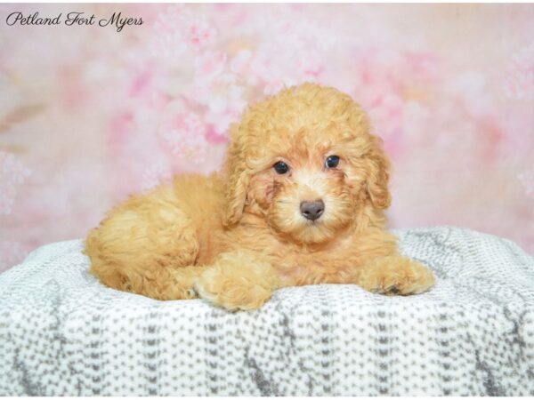 Poodle DOG Male Apricot 22563 Petland Fort Myers, Florida