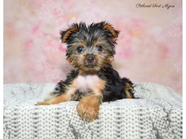 Yorkshire Terrier DOG Male Black & Tan 22566 Petland Fort Myers, Florida