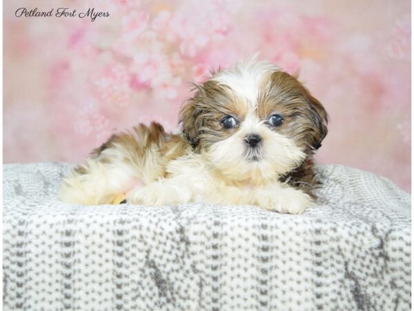 Shih Tzu DOG Female Sable & White 22565 Petland Fort Myers, Florida