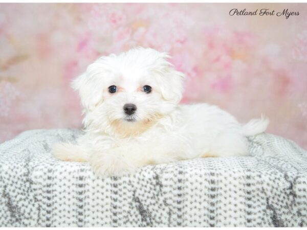 Maltese DOG Female White 22562 Petland Fort Myers, Florida