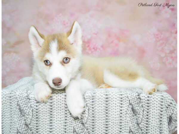 Siberian Husky DOG Male Red & White 22567 Petland Fort Myers, Florida