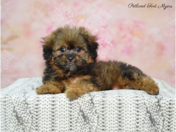 Shih Tzu/Poodle DOG Male Br 22568 Petland Fort Myers, Florida