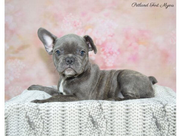 French Bulldog DOG Female Bl 22560 Petland Fort Myers, Florida