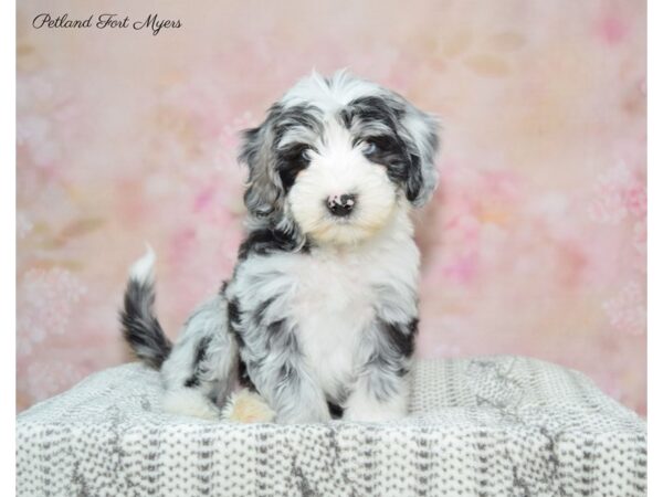 Sheepadoodle DOG Male Merle 22575 Petland Fort Myers, Florida