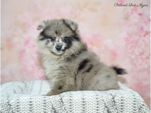 Pomeranian DOG Male Blue Merle 22571 Petland Fort Myers, Florida