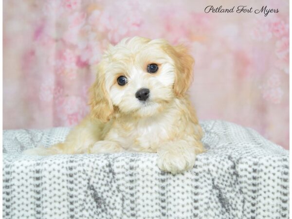 Cavachon (Cavalier/Bichon) DOG Female Apricot 22574 Petland Fort Myers, Florida