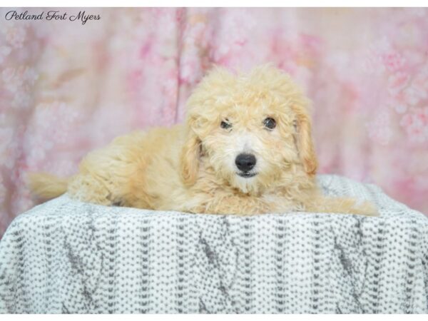 Miniature Goldendoodle DOG Female White 22570 Petland Fort Myers, Florida