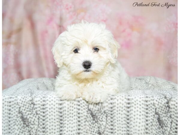 Bichon Frise / Poodle-DOG-Female-Cream-22559-Petland Fort Myers, Florida