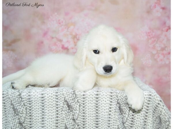 Golden Retriever DOG Female Cream 22579 Petland Fort Myers, Florida