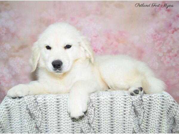 Golden Retriever DOG Male Cream 22578 Petland Fort Myers, Florida