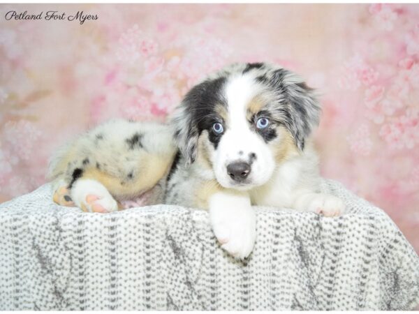 Miniature American Shepherd DOG Male Blue Merle 22576 Petland Fort Myers, Florida