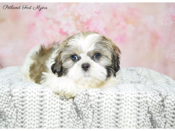 Shih Tzu DOG Male Sable & White 22564 Petland Fort Myers, Florida