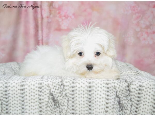 Maltese DOG Male White 22561 Petland Fort Myers, Florida