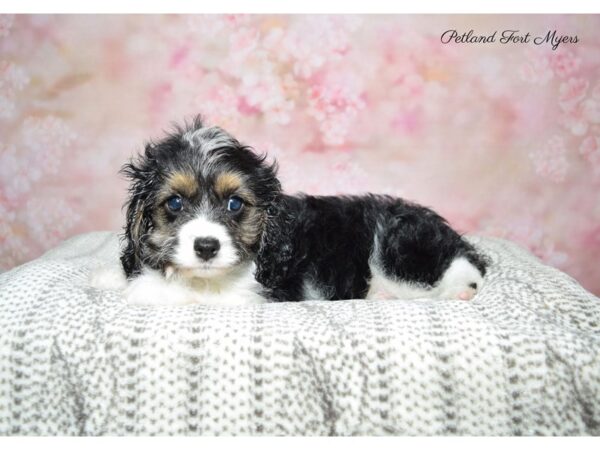 Cavalier/ Poodle DOG Female Black Wh & Tan 22588 Petland Fort Myers, Florida