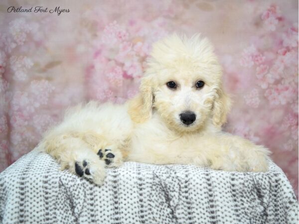 Labradoodle DOG Male Cream 22580 Petland Fort Myers, Florida