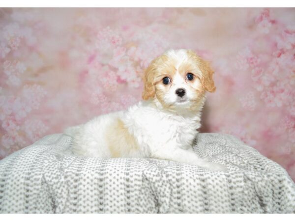 Cavachon (Cavalier/Bichon)-DOG-Male-Blenheim-22593-Petland Fort Myers, Florida