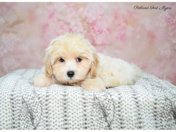 Lhasa Apso/Poodle-DOG-Female-Bf-22599-Petland Fort Myers, Florida