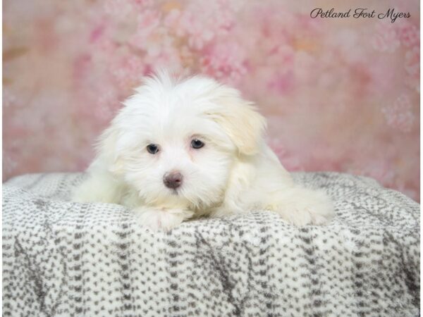 Maltese/Shih Tzu DOG Female Cream 22590 Petland Fort Myers, Florida