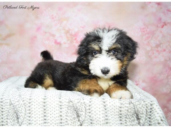 Miniature Bernedoodle DOG Female Tri 22584 Petland Fort Myers, Florida