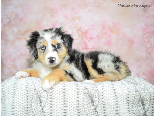 Miniature American Shepherd-DOG-Female-Blue Merle-22602-Petland Fort Myers, Florida