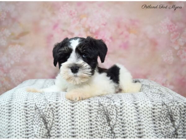 Miniature Schnauzer DOG Male Black & Silver, Parti 22601 Petland Fort Myers, Florida