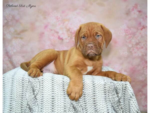 Dogue De Bordeaux-DOG-Male-Mahogany-22586-Petland Fort Myers, Florida