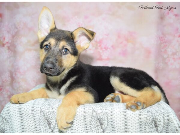 German Shepherd DOG Female Black & Tan 22603 Petland Fort Myers, Florida