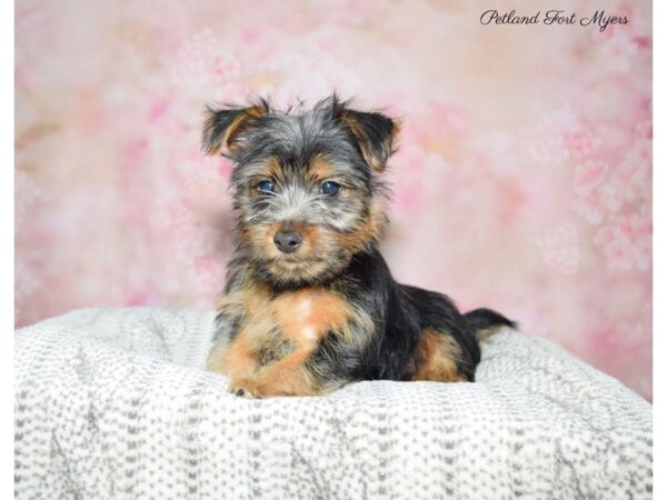 Silky Terrier DOG Male Black & Tan 22598 Petland Fort Myers, Florida