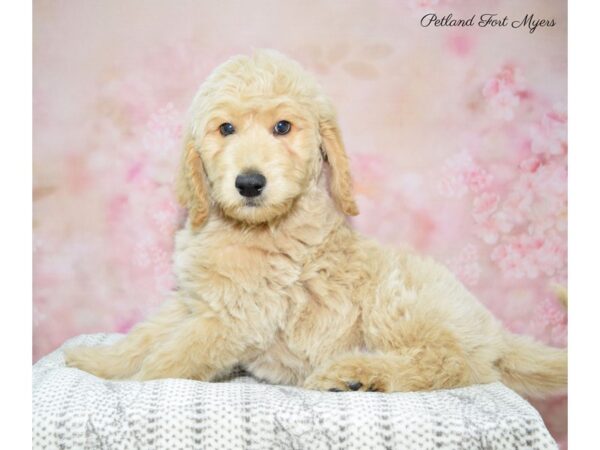 Goldendoodle DOG Male Cream 22597 Petland Fort Myers, Florida