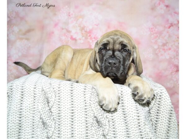 English Mastiff DOG Female Fawn 22596 Petland Fort Myers, Florida