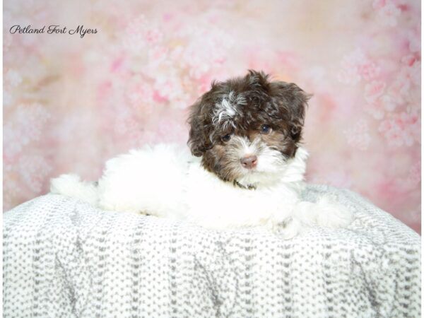 Havanese DOG Male Chocolate & Tan 22589 Petland Fort Myers, Florida