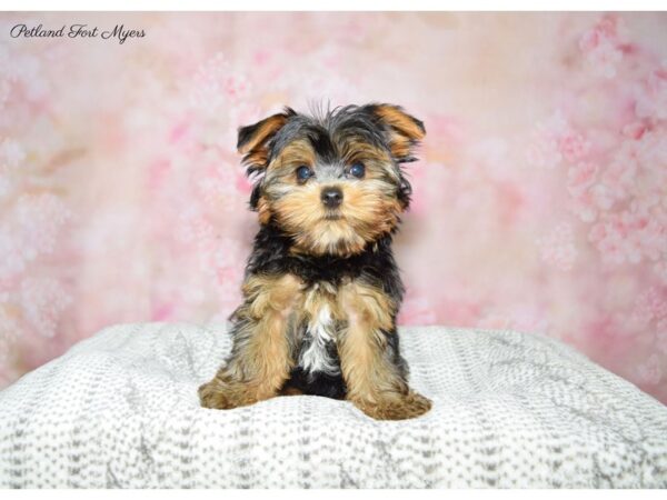 Yorkshire Terrier DOG Male Black & Tan 22600 Petland Fort Myers, Florida