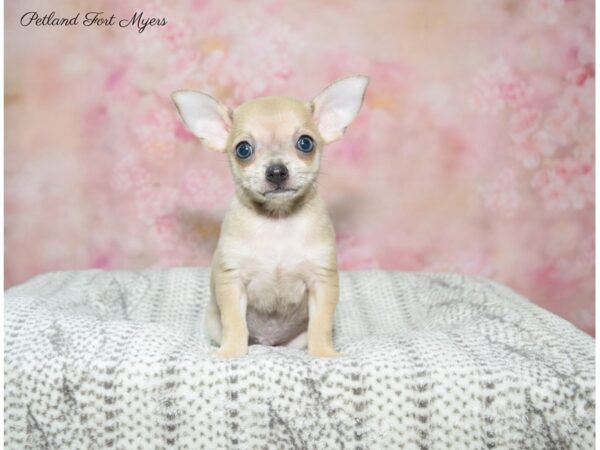 Chihuahua DOG Male Gr & Wh 22591 Petland Fort Myers, Florida