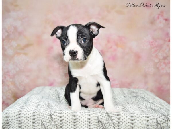 Boston Terrier DOG Female Black & White 22595 Petland Fort Myers, Florida